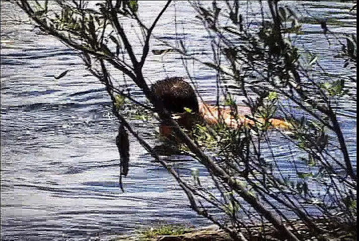 Warrior from jungle dreams handsome horny games