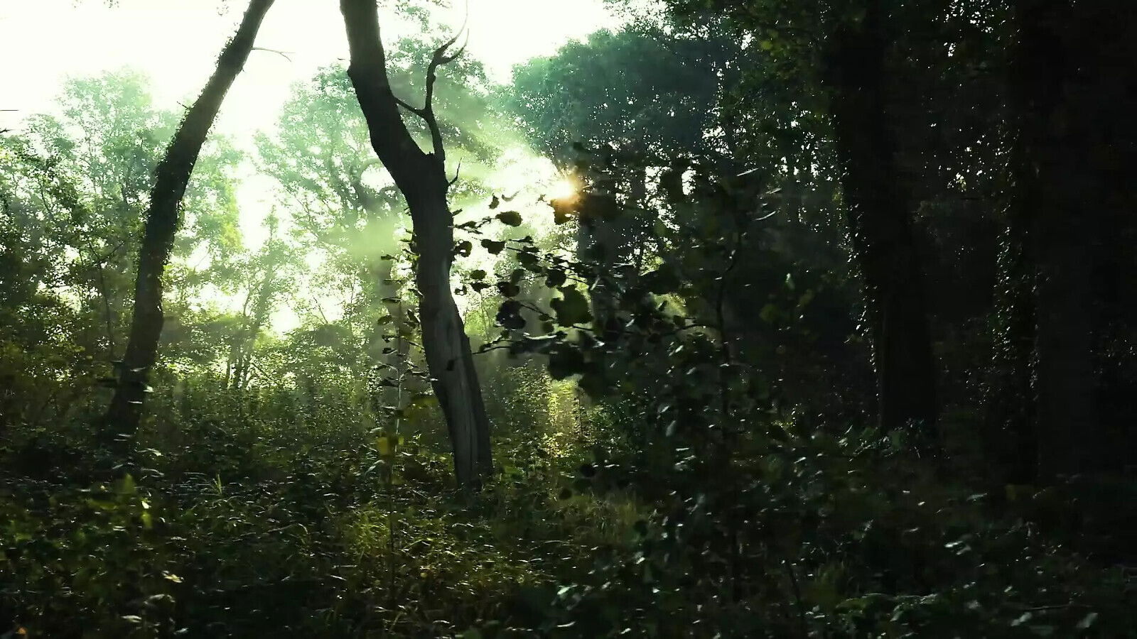 beauty makes beautiful blowjob ready sperm