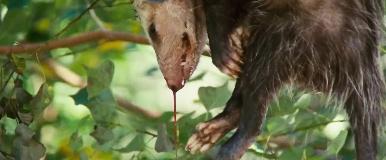 Nicole Kidman Paperboy