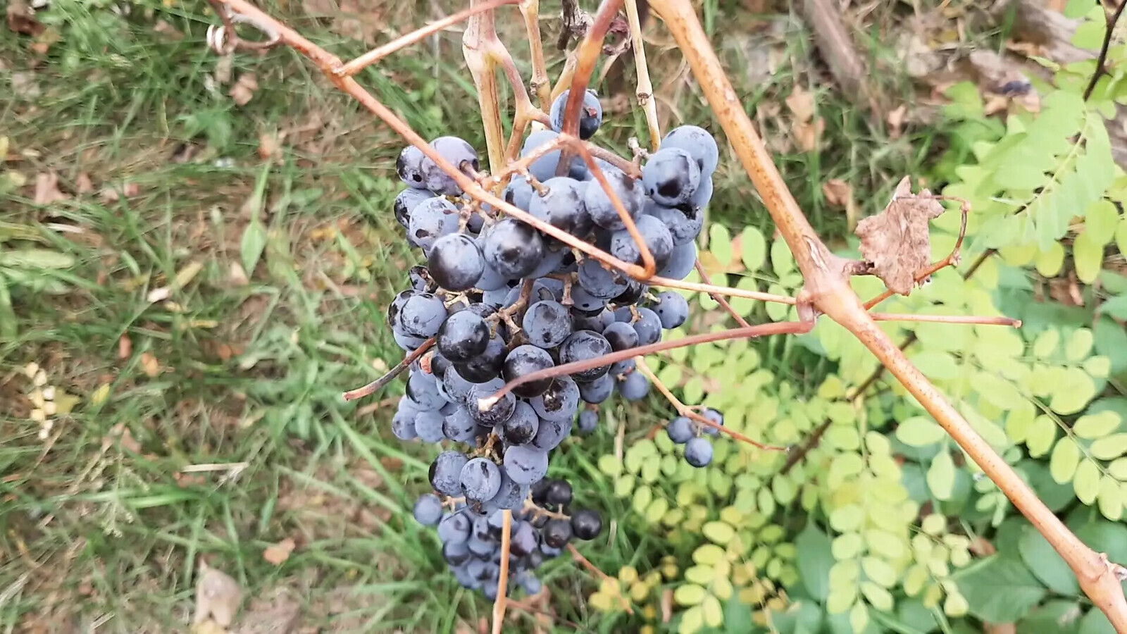 autumn romantic Lesbian-illusion