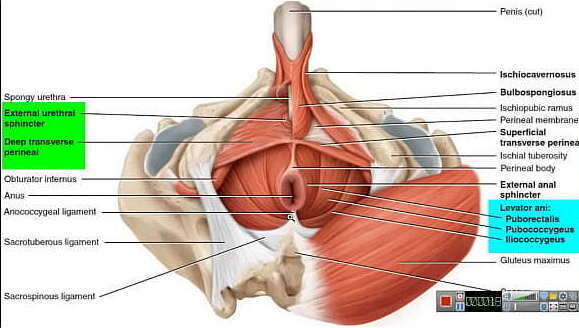 Increase your Penis just Keeping Muscle Contracted using Maximum Force! This most effective Kegel Exercise!