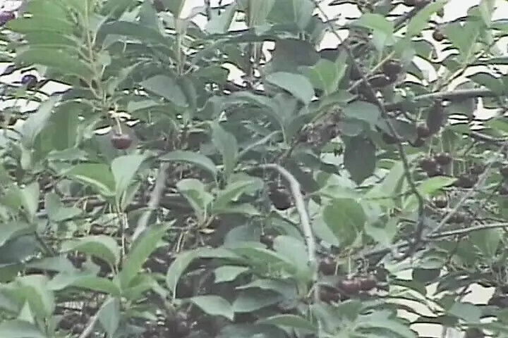 Three horny dudes rocking hell superb French slut