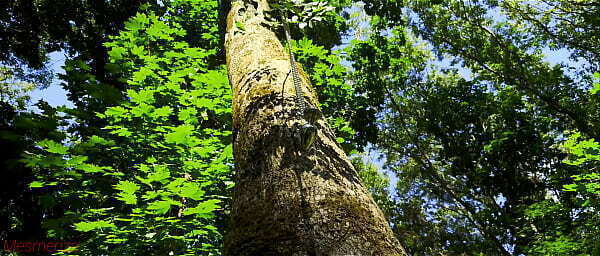 Mesmeriza demo Island Oblivion