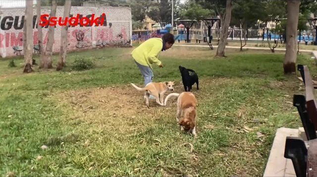 ENGAÑE gatos llevé cama para COGERLA, CREAMPIE