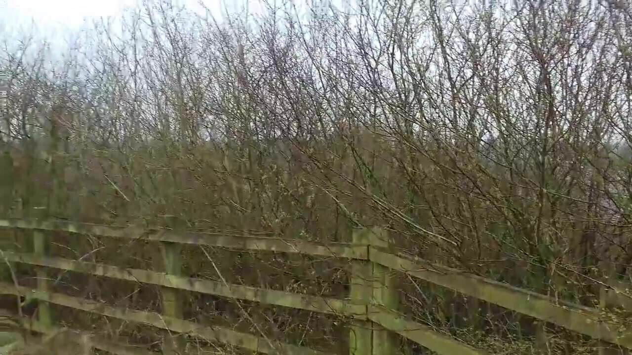 half tease bridge2.mp4