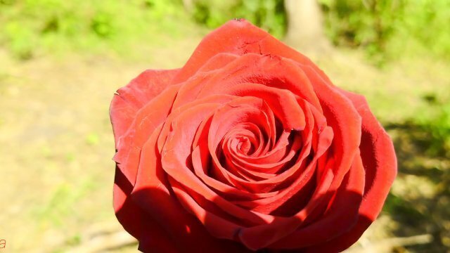 Mesmeriza_compilation_12_Island_of_Oblivion_