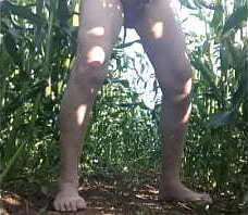 Дрочу в кукурузе