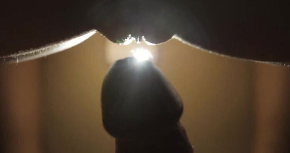 Cinematic Fuck Doggystyle