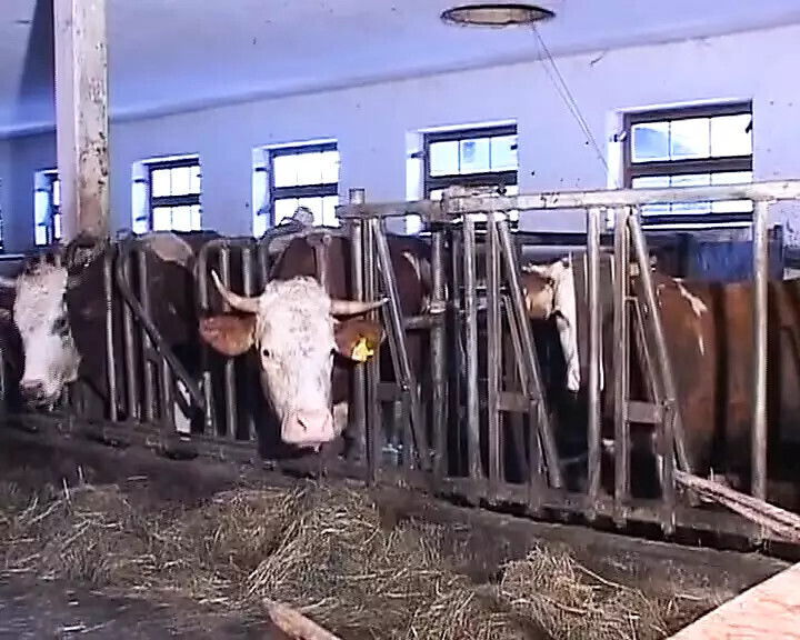 Redhead German slut tied fucked hard