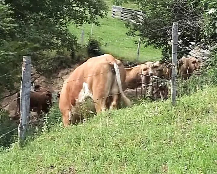 Pierced German blonde tied spanked before outdoor fuck