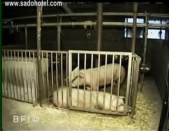 Germany Private_barnyard Pain.