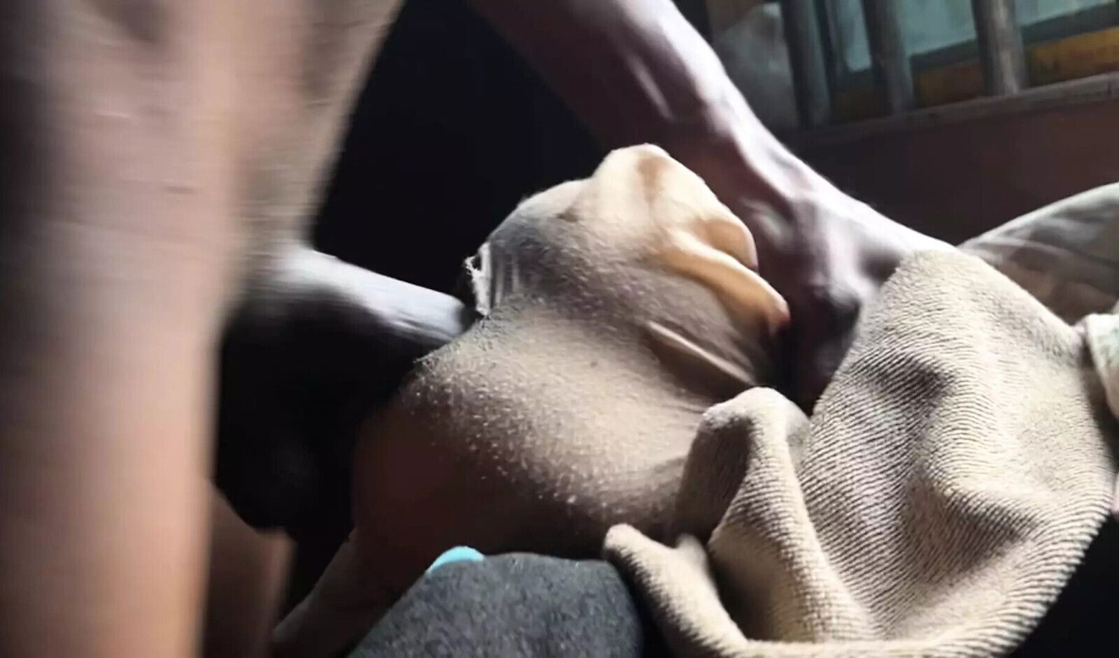 slut fucking xvid part