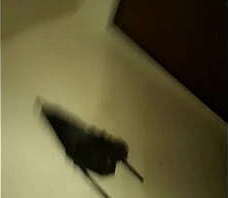 NovazAlpha Chupando a Kailane Curitiba