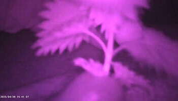 Outside getting nettle insert into slave