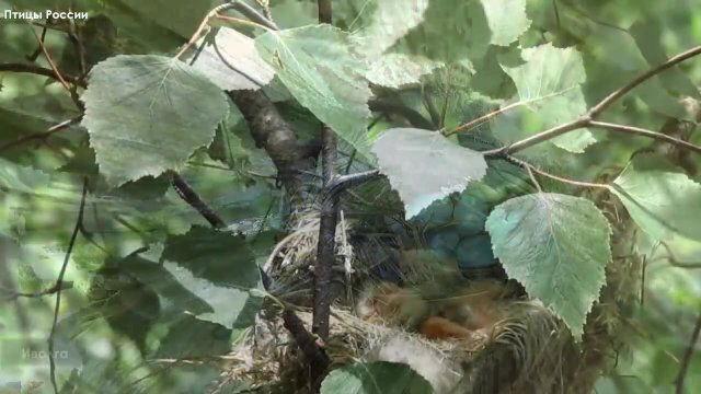 beautiful singin bird