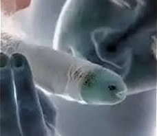 Esposa Infiel Mamadora x Venganza