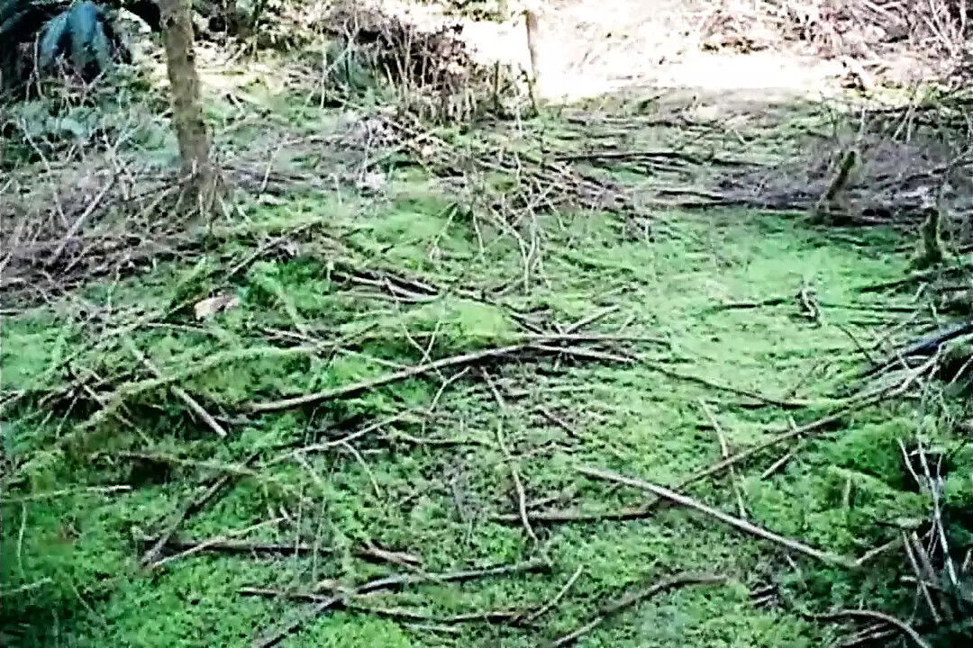 Sexual Adventures ALMOND Vol.1 Episode