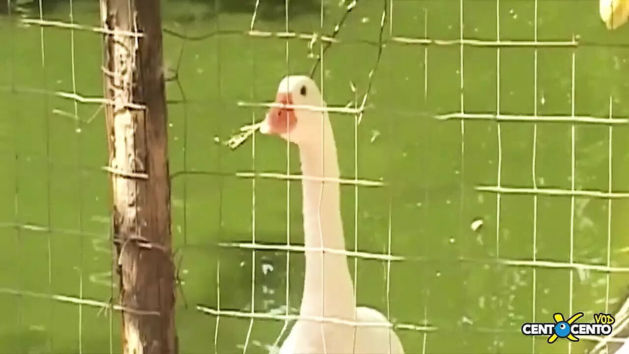 Real horny couples in real fuck (full movie)