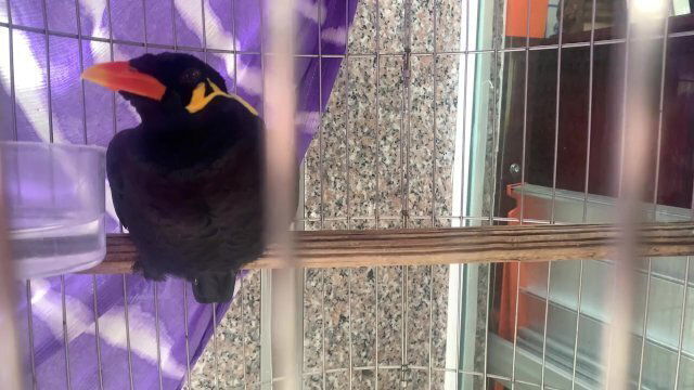 talking bird Vietnam. Saigon