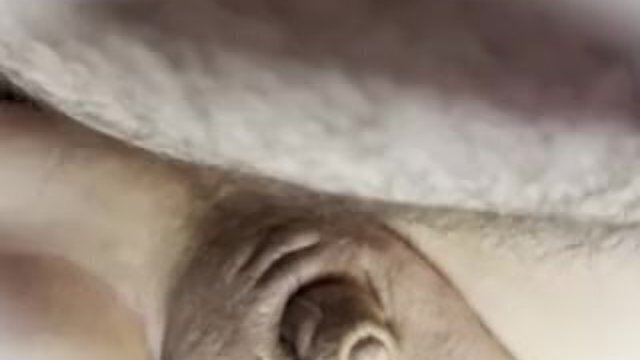 MONARCH-BDSM(BARONET)13.80