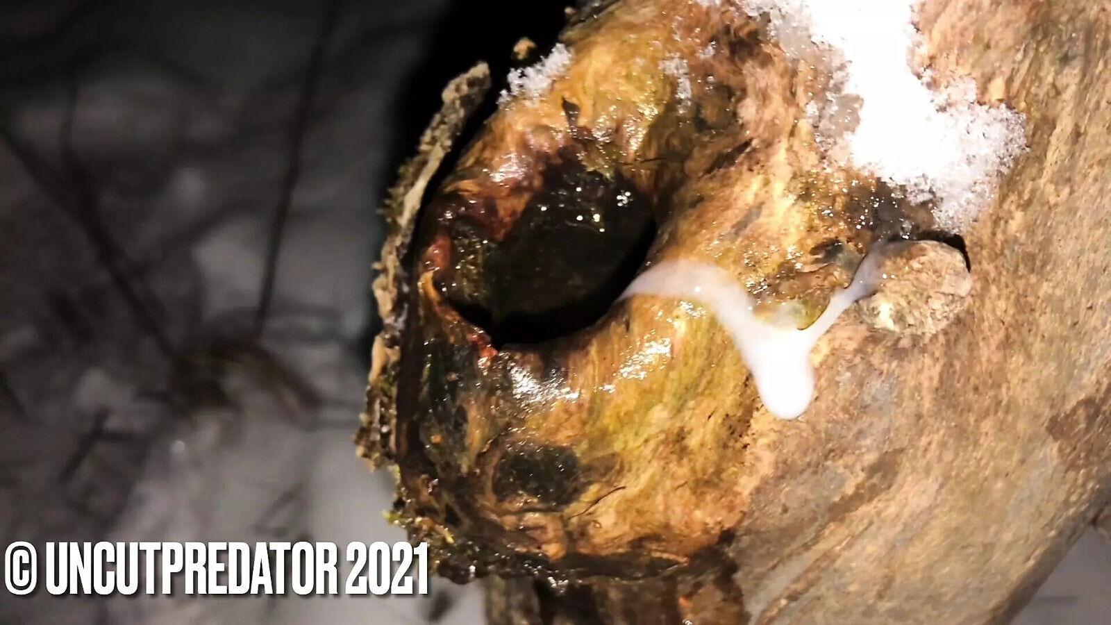 Winter masturbation forest with hole snowy tree