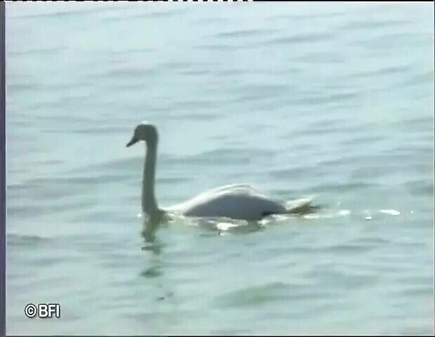 Babes boat enjoy bang orgy