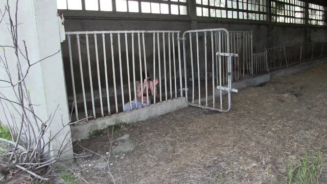 vacca insiste marito tornare habitat naturale stalla video completo