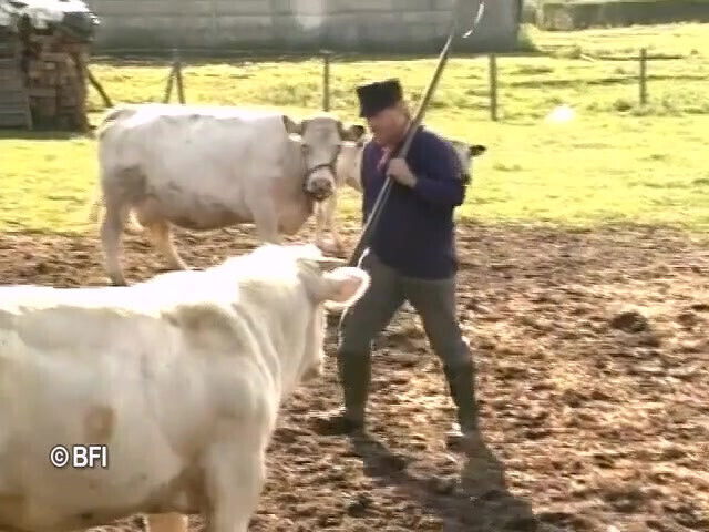 Horny sluts from Holland Flanders