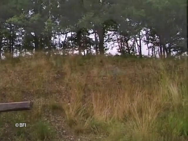 amateurs from Germany Austria.