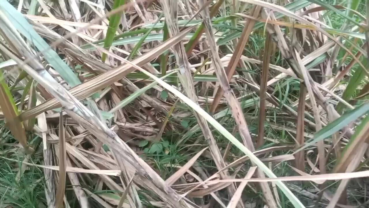 Desi Tamil year girl blowjob