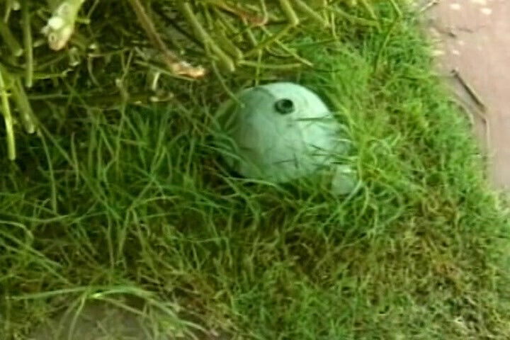 hottest lesbian action pool with stunning classic sluts