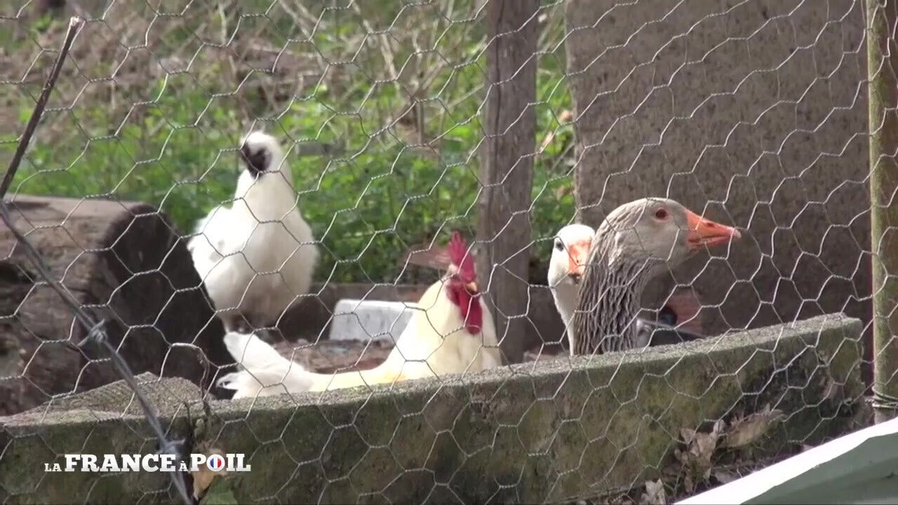 Mature Bourgeoise Hard Fucked Outdoor Garderner