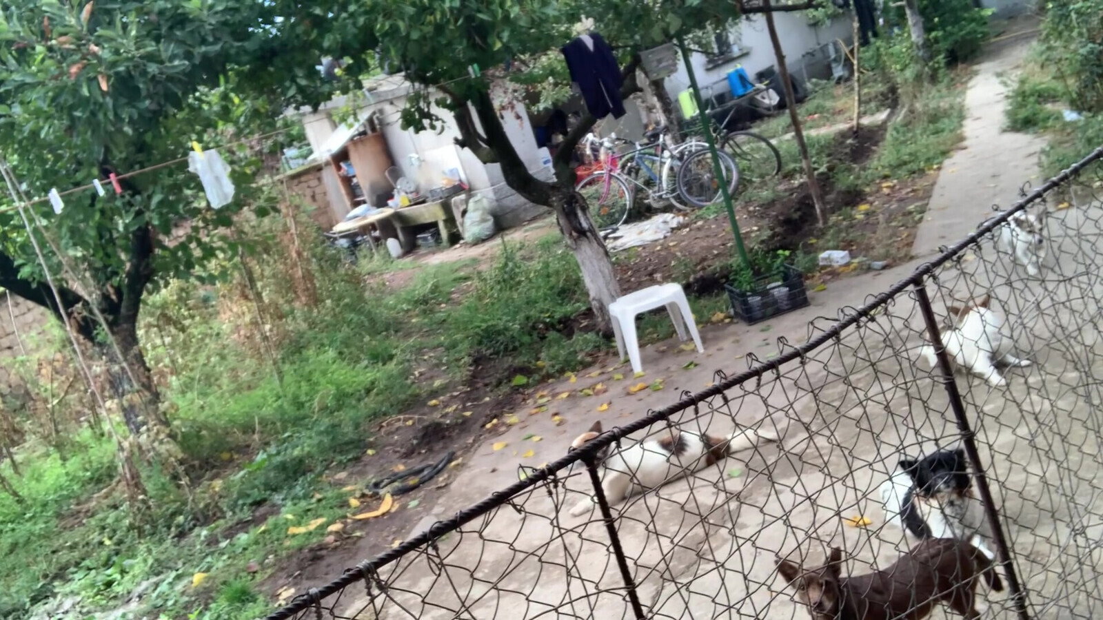 Pink hair with natural boobs