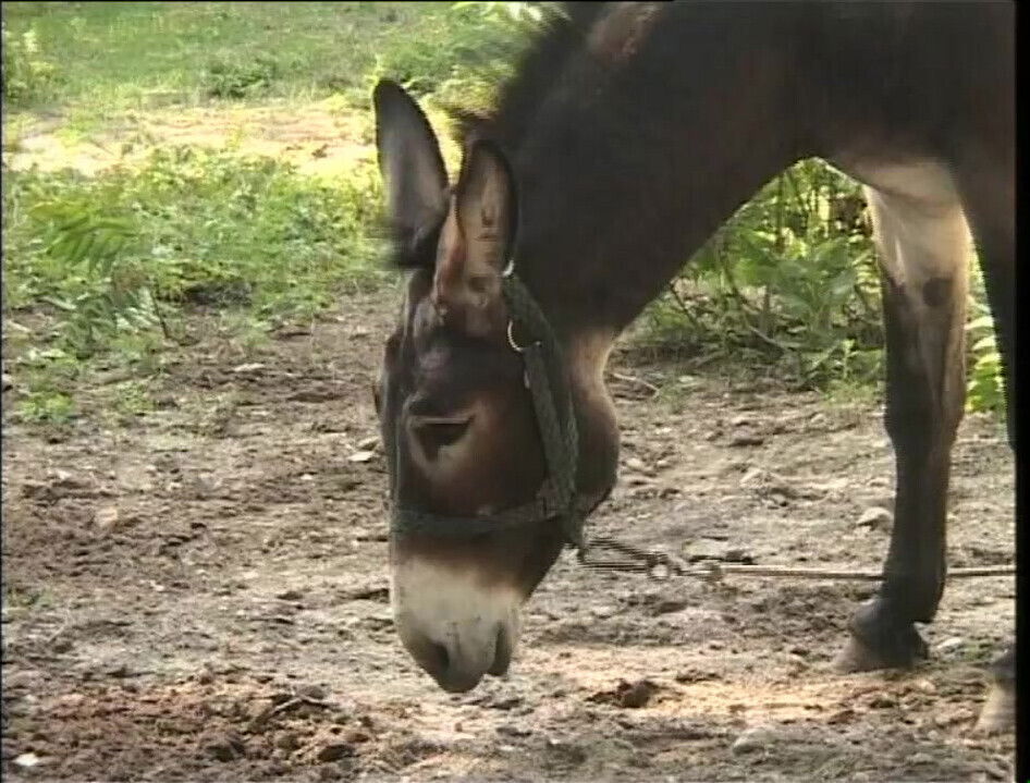 Countryside There Always Desire Fuck Outdoors