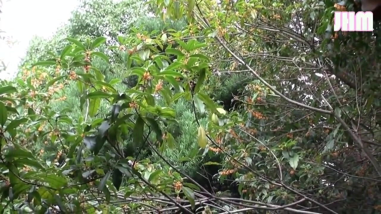 Resort Affair Arisa,