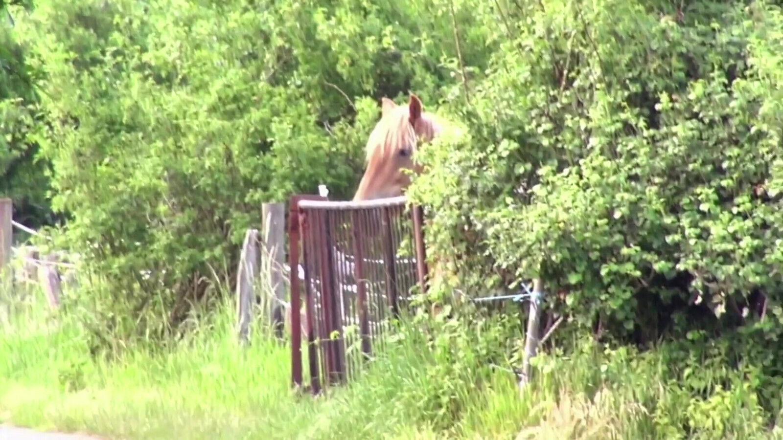 brunette enjoying hard threesome outdoor fuck
