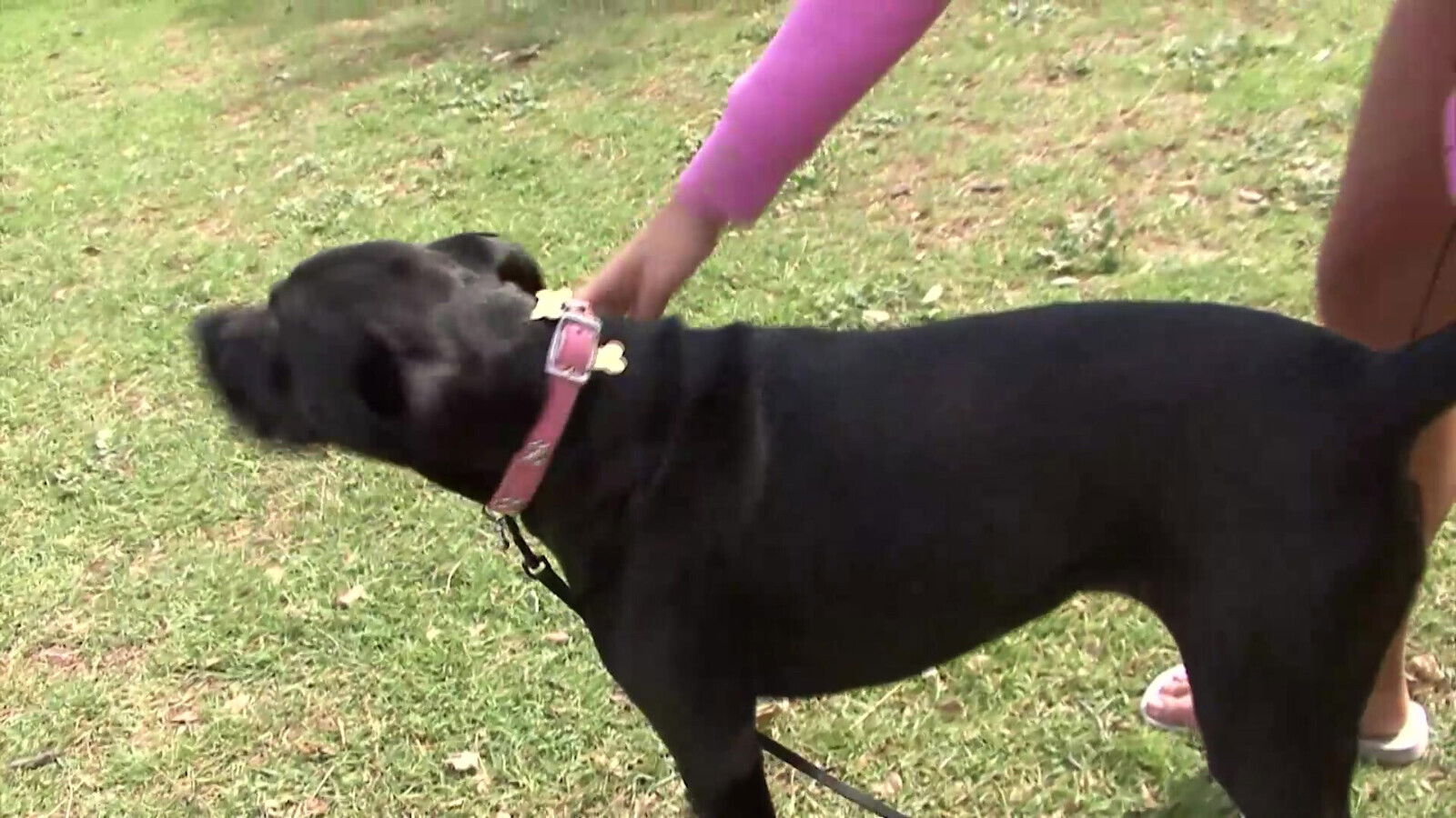 Sexy Beauty Lesbians Spread Legs Gets Horny Fingering Licking Dildo Fucking