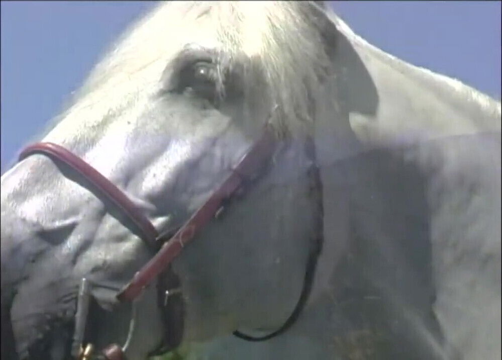 lesbian brunette hardly fucked with strapon