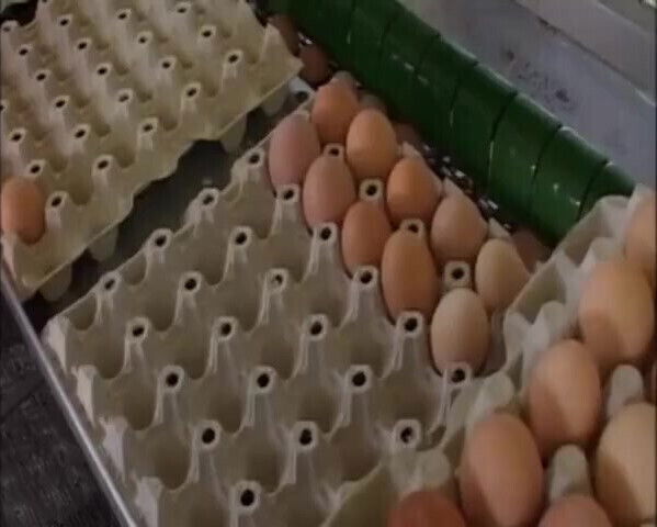 Outdoor Fuck with Babes Maonig Huge Sliding Pussies Compilation