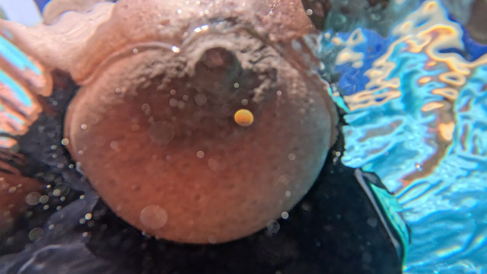 Suddenly Pulls Bathing Suit Side Fucks Pool