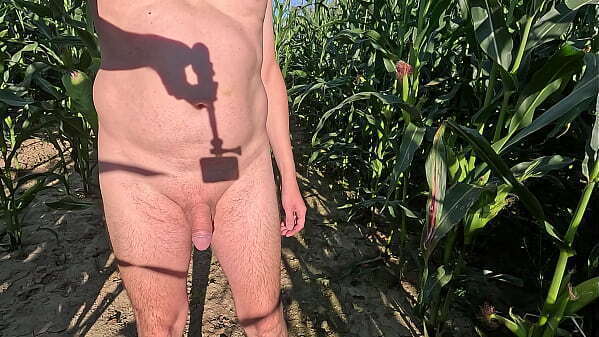 penis kukuřičn&eacute_m poli chod&iacute_m nah&yacute_ poli kukuřice