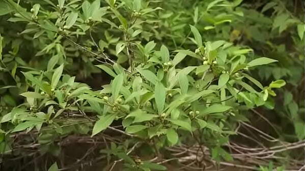 Relaxing Music with Nature Sounds