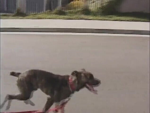 Lesbians pussy dildo penetrated