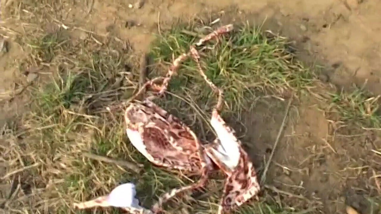 Perversion games real couple park Real Italian amateur