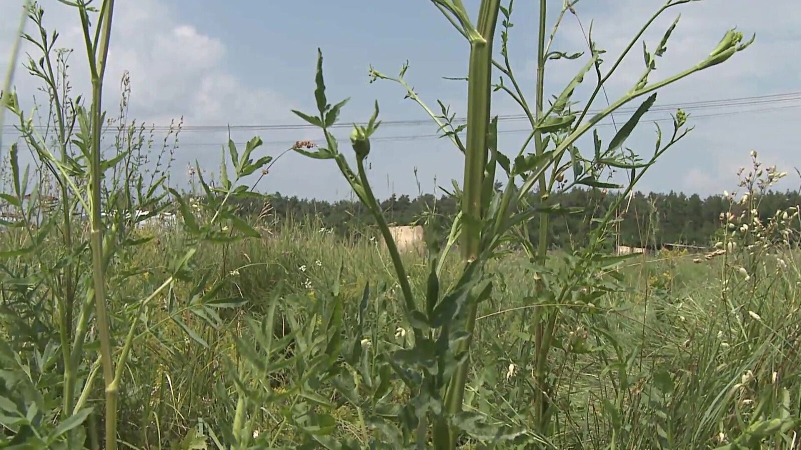 Aliz Gives Deepthroat Blowjob Before Having Gaped Open Rod!!!