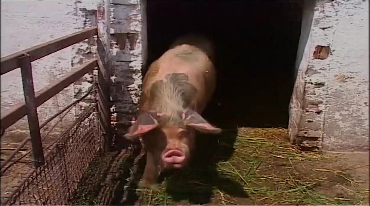 Vintage Blonde MILF Ravished Barn Outdoors