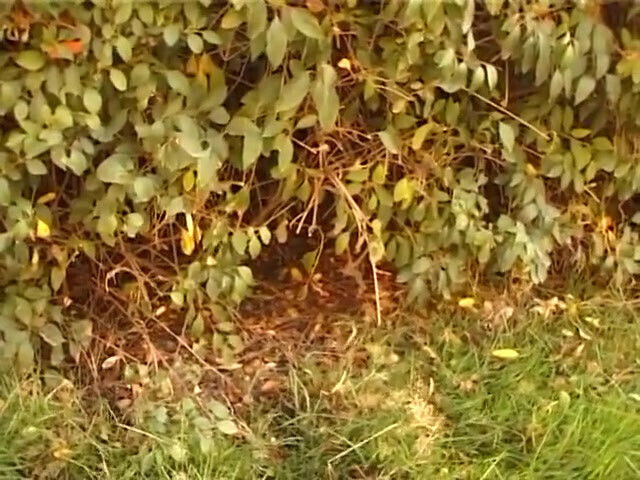 pick Doreen convinced casting