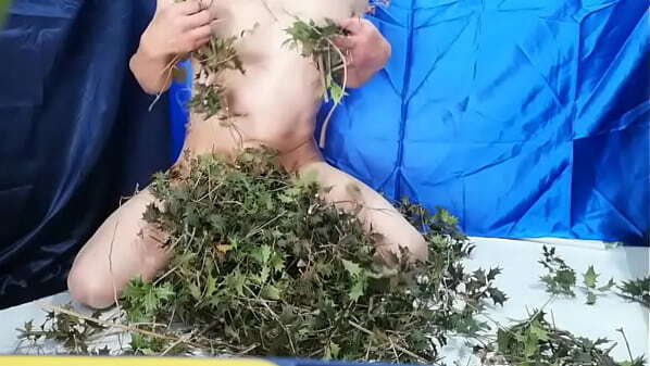 Naked stimulating nipples penis with holly leaves
