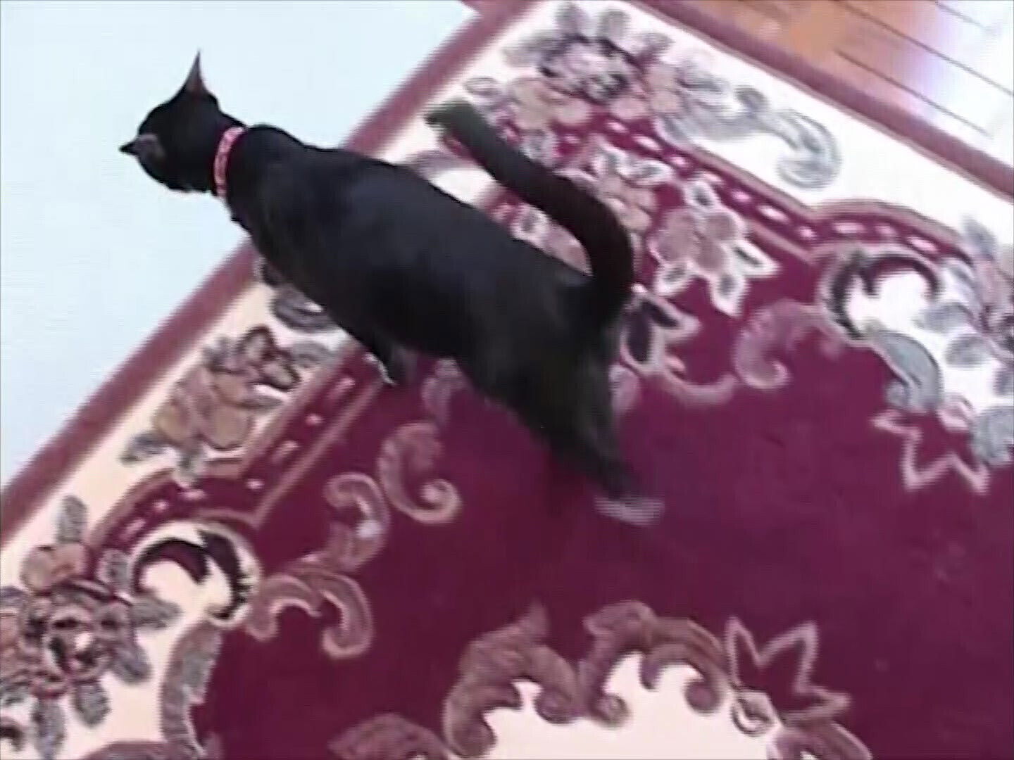 Amateur Teen Pussy Squirts Creampie