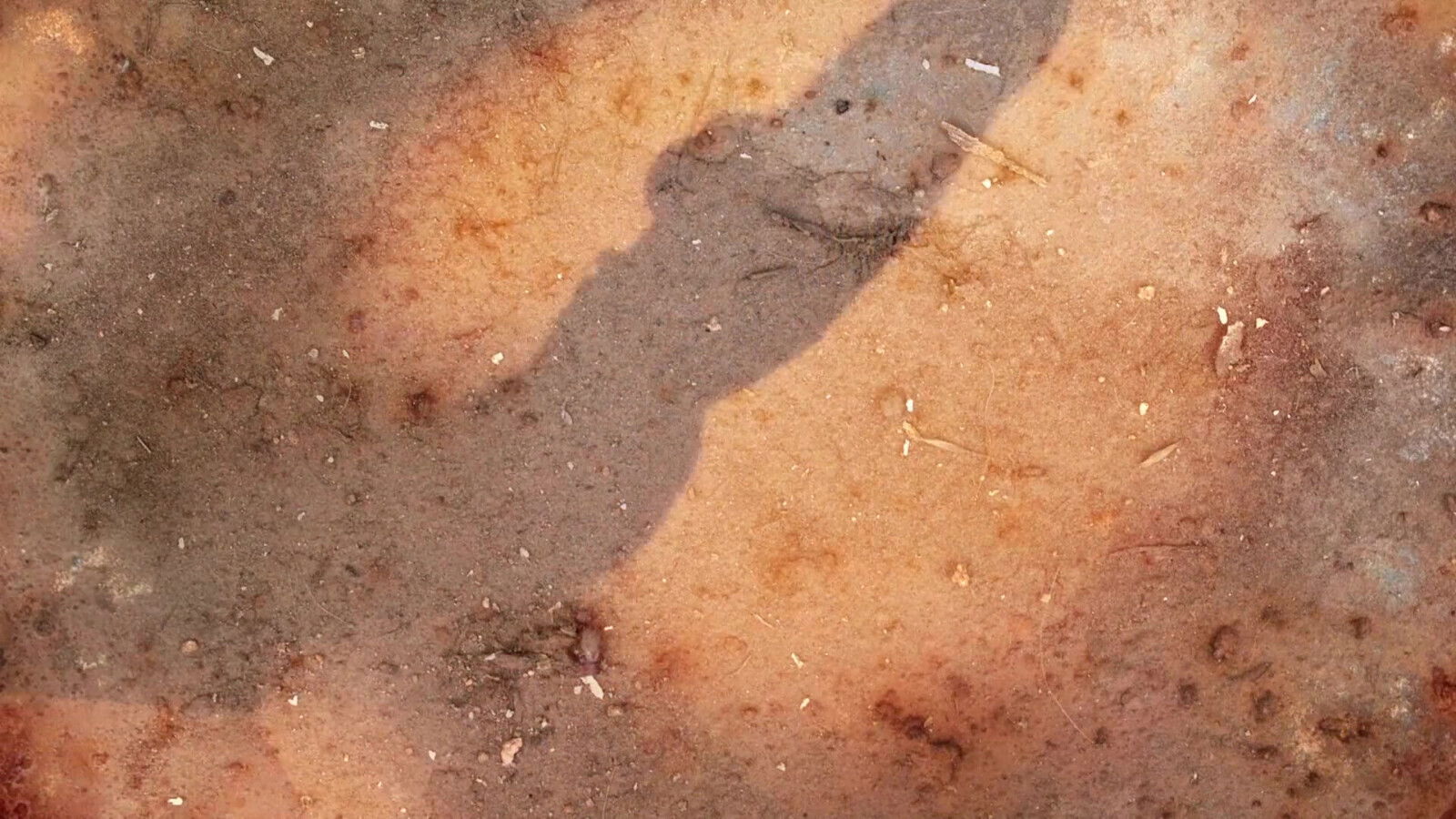 Magnificent babes get screwed in wild orgy